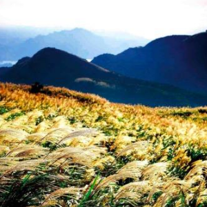 MVTWHF Yangmingshan National Park & Hot-Spring Tour (Afternoon)